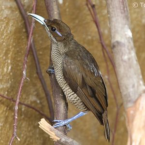 Golden-winged Magnificent Bird-of-paradise (Cicinnurus magnificus chrysopterus), female, October 2018