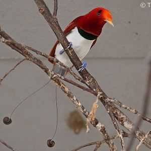 King Bird-of-paradise (Cicinnurus regius), male, October 2018