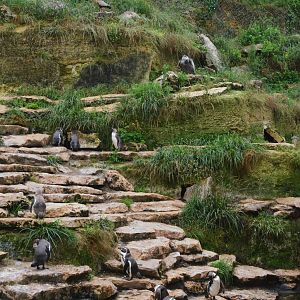 Great South American Aviary at Doué-la-Fontaine, 15/06/18