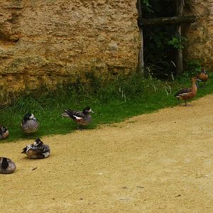 Great South American Aviary at Doué-la-Fontaine, 15/06/18