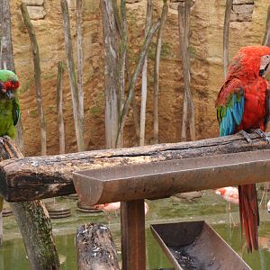 Great South American Aviary at Doué-la-Fontaine, 15/06/18