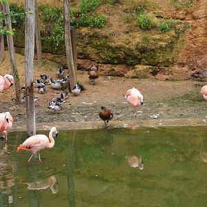 Great South American Aviary at Doué-la-Fontaine, 15/06/18