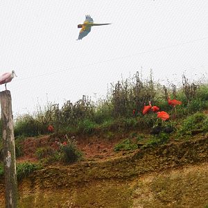 Great South American Aviary at Doué-la-Fontaine, 15/06/18