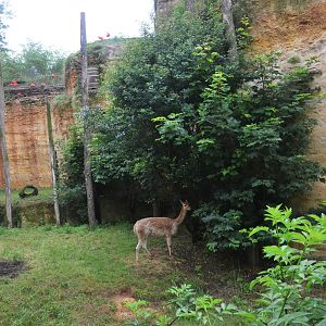 Great South American Aviary at Doué-la-Fontaine, 15/06/18