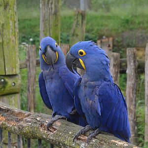 Great South American Aviary at Doué-la-Fontaine, 15/06/18