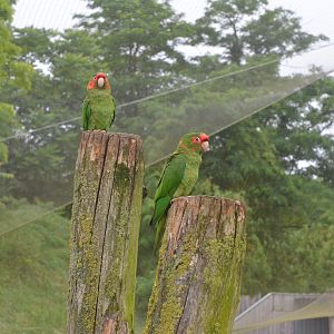 Great South American Aviary at Doué-la-Fontaine, 15/06/18