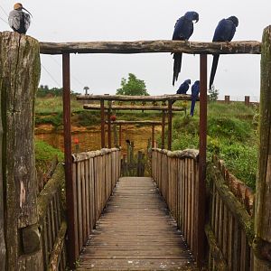 Great South American Aviary at Doué-la-Fontaine, 15/06/18