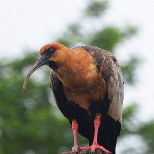 Great South American Aviary at Doué-la-Fontaine, 15/06/18