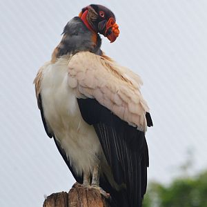 Great South American Aviary at Doué-la-Fontaine, 15/06/18