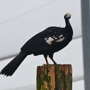 Great South American Aviary at Doué-la-Fontaine, 15/06/18