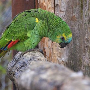 Great South American Aviary at Doué-la-Fontaine, 15/06/18
