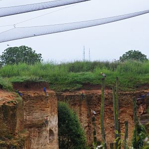 Great South American Aviary at Doué-la-Fontaine, 15/06/18