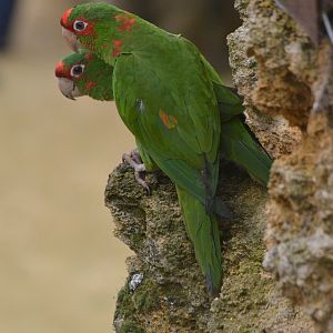 Great South American Aviary at Doué-la-Fontaine, 15/06/18