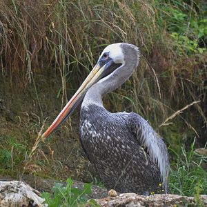 Great South American Aviary at Doué-la-Fontaine, 15/06/18