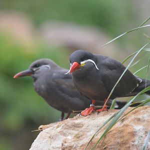 Great South American Aviary at Doué-la-Fontaine, 15/06/18