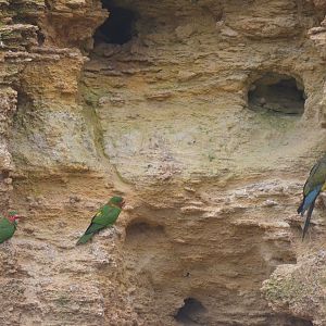 Great South American Aviary at Doué-la-Fontaine, 15/06/18