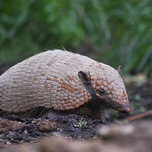 Great South American Aviary at Doué-la-Fontaine, 15/06/18