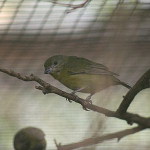 Thick-Billed Euphonia