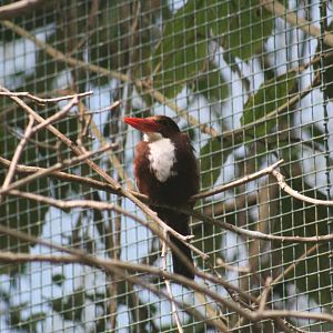 White-Throated Kingfisher