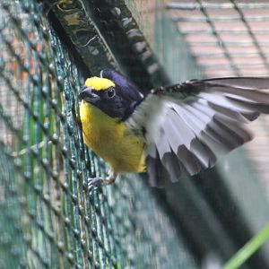 Thick-Billed Euphonia