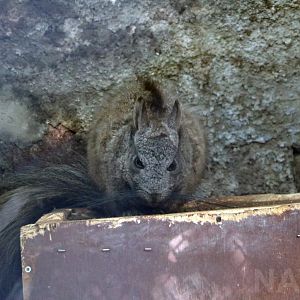 Mountain viscacha, May 2016