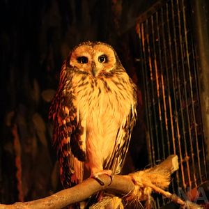 Short-eared owl, May 2016