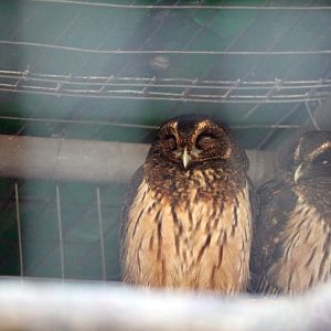 Mottled owls, April 2016