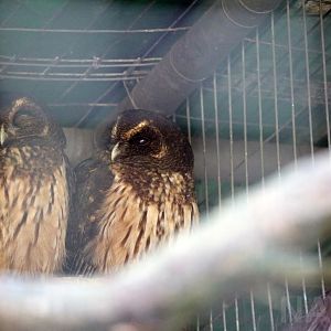 Mottled owls, April 2016