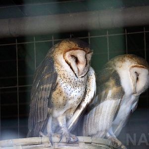 Barn owl, April 2016