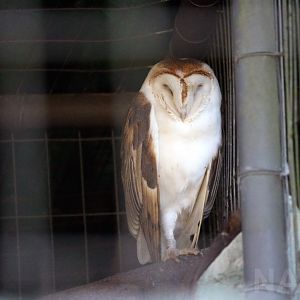 Barn owl, April 2016