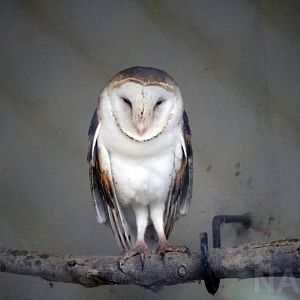 Barn owl, April 2016