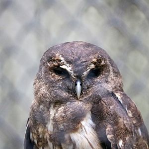 Mottled owl, April 2016