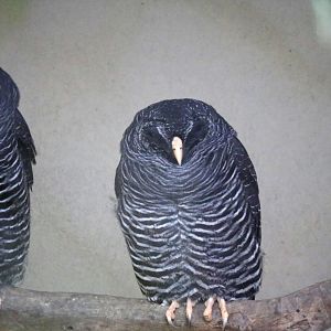 Black-banded owl, April 2016