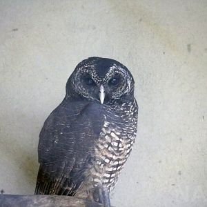 Juvenile black-banded owl, April 2016