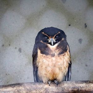 Tawny-browed owl, April 2016