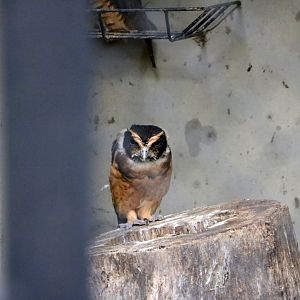 Tawny-browed owl, April 2016