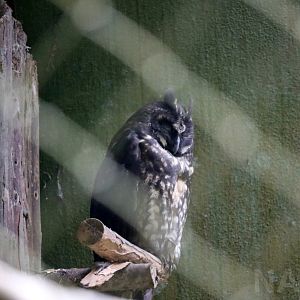 Stygian owl, May 2016