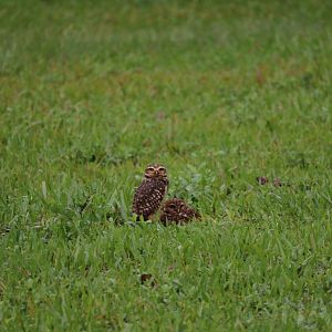 Wild burrowing owls, April 2016