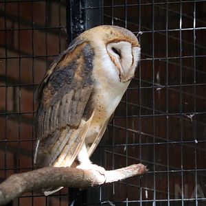 Barn owl, April 2016