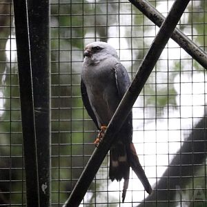 Plumbeous kite, April 2016