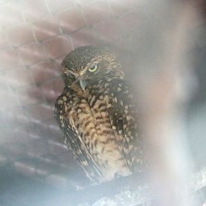 Burrowing owl, May 2016