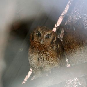 Tropical screech owls, May 2016