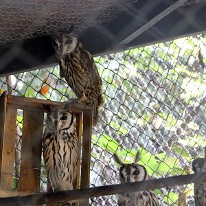 Striped owls, May 2016