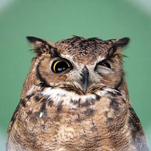 Great horned owl, May 2016