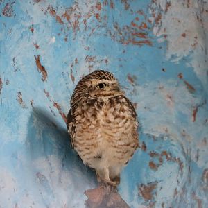 Burrowing owl, May 2016