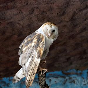 Barn owl, May 2016