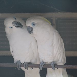 Blue-Cockatoo