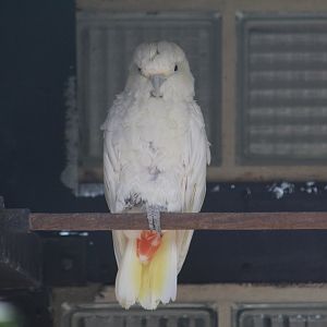 Philippine Cockatoo