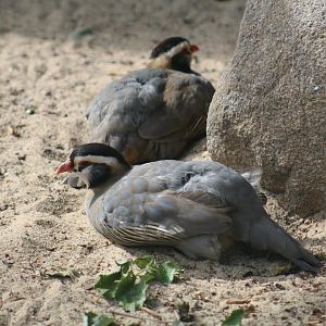 Arabian Partridge
