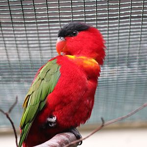 Purple-Naped Lory